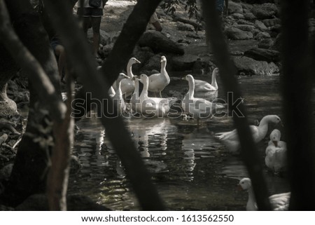 flock of geese swimming in a pond
