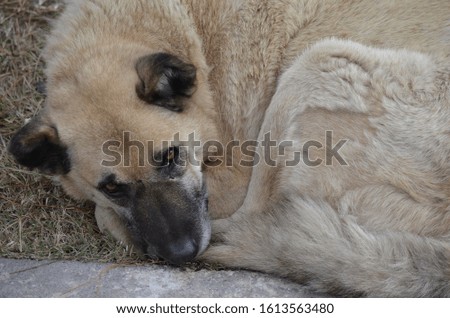 A homeless dog feels cold on the park floor