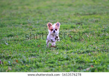 small long hair chihuahua in the green grass