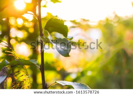 Trees in sunlight. Beautiful summer sunset light in countryside.