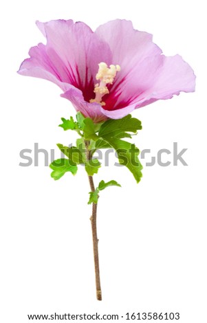 One Hibiscus syriacus or Rose of Sharon flower isolated on white background. Royalty-Free Stock Photo #1613586103