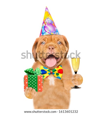 Smiling puppy waering a party hat and tie bow holds glass of champagne and gift box. isolated on white background