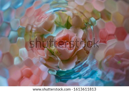 beautiful rose in blurred background 