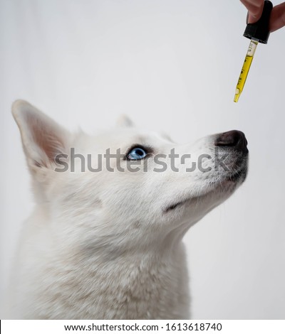Dog taking CBD Hemp oil tincture  Royalty-Free Stock Photo #1613618740