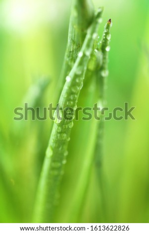 grass stalks  in drops of grass on a blurred green background.Grass in the dew.Lawn closeup in raindrops. Natural freshness. grass texture 