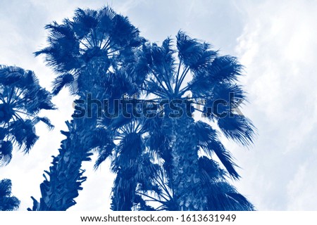 Exotic leaves in a classic blue color. Tint.  Сolor 2020. Palm.
