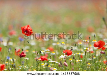 Poppy and Flowers Castellucio Sibillini National Park Umbria Italy