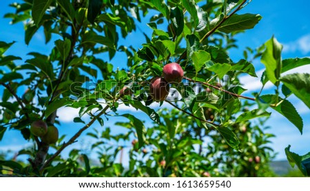 Picture of a ripe apples in orchard ready for harvesting. Morning shot. Apple orchards in the Sarca Valley, Italian Alps. Trentino Alto Adige, Italy, Europe.