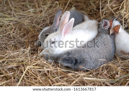 cute rabbits in the grass at farm