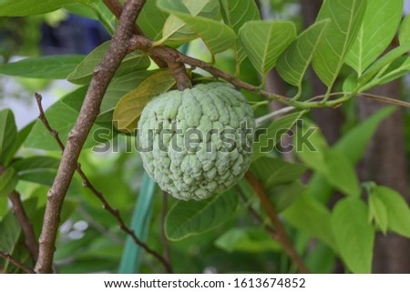 Natural custard apple on tree. Picture not clear, Have blur, have noise.