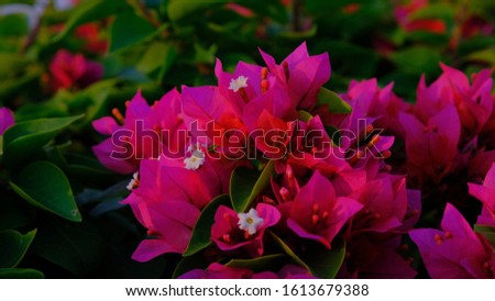 pink and violet flowers close up at dawn light