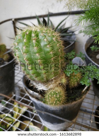 beautiful mini cactus for diorama nature