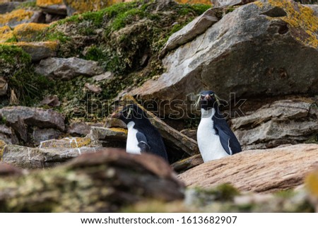 rock-hopper penguins climbing cliff to colony 