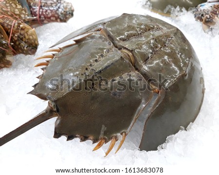 this pic show horseshoe crab with ice on shelf in super market 