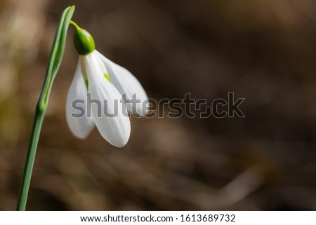 Snowdrop Galanthus nivalis in the forest close-up. Macro photography of snowdrops among fallen leaves in spring. Tender first flowers in bright sunlight. The concept of spring. Soft selective focus.