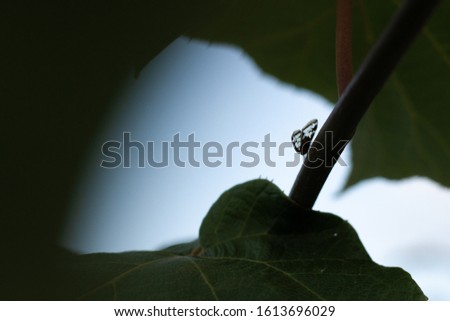 A small insect on a stem. 