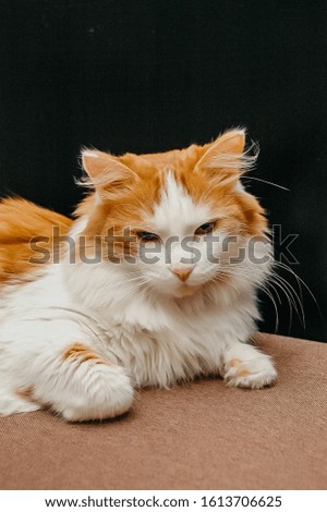 Red cat on a black background. Beautiful fluffy cat.