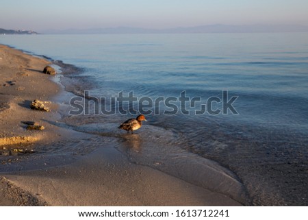 Beautiful peaceful marine landscape and cute small wild duck. Greece. Horizontal color photography.