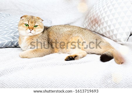 Scottish fold red-haired apricot ticked cat lies on a gray bedspread surrounded by pillows. Cozy house with a cat in scandy style. Good home furnishings with pets.