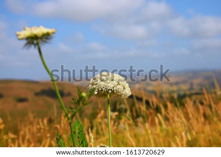 Australian white wild flowers and green background