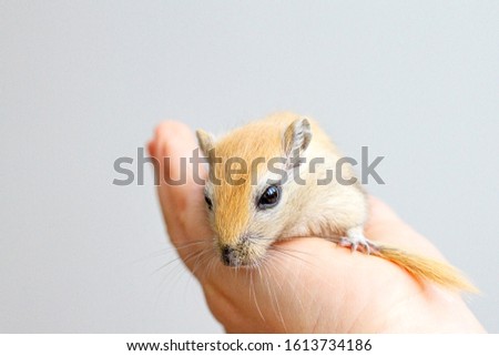 The beige mouse close up gerbil sits on a hand. Keeping of rodents in house conditions. Pet