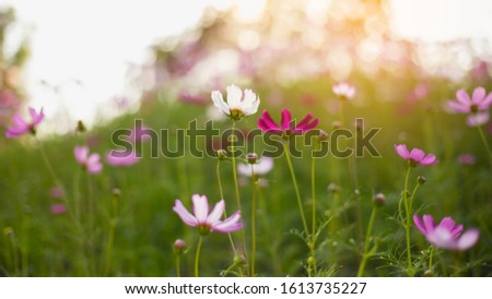Cosmos flowers against the bright blue sky stock photo