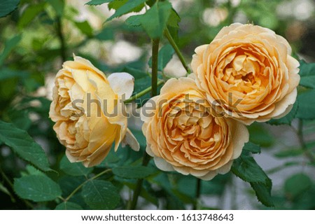 
shrub with three orange yellow ancient roses on a background of green leaves