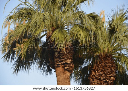 palm trees sunset hot summer