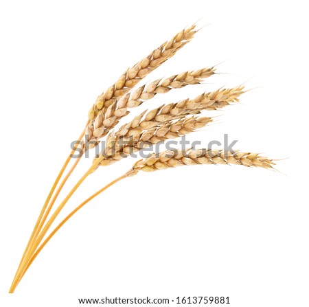 Ears of wheat isolated on white background. Royalty-Free Stock Photo #1613759881