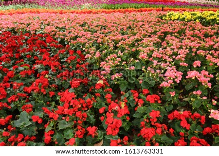 Background with the  flowers in garden