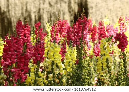 Background with the  flowers in garden
