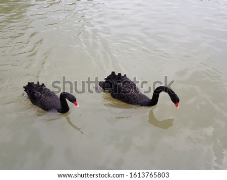 Black swan swimming in the pool