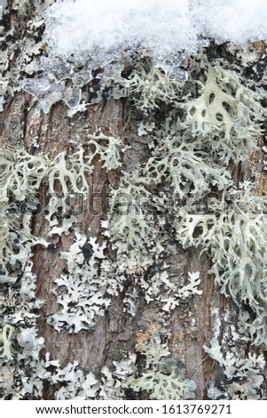 close-up lichen on tree bark 
