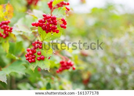 Rowanberry in autumn forest hanging on branch.