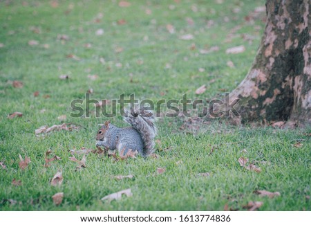 squirrel in its natural environment
