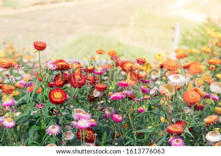 Flower field,Beautiful of flowers in the gardening of background,Garden flowers spring season warm tone
