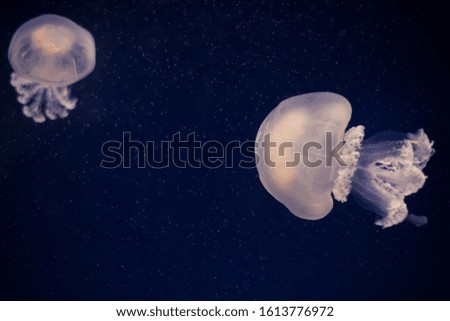 Color close up of a jelly fish swimming in an aquarium. 
