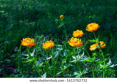 Spring orange flowers in the forest on a blurred background.  Selective focus of Calendula officinalis with orange petals blossom, Pot marigold flowers with warm yellow colour in the garden. Flora bac