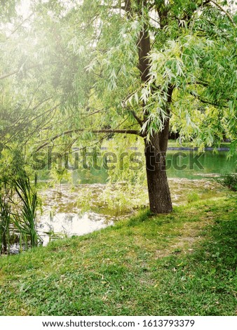 Tranquil scene in green summer park near water with morning light