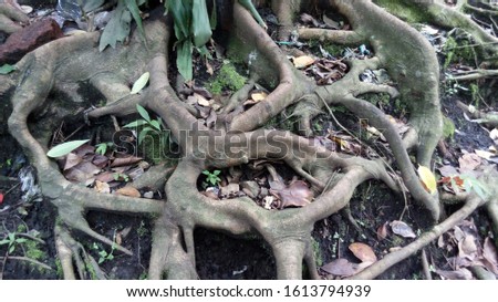 root of the tree in the forest, nature photo object