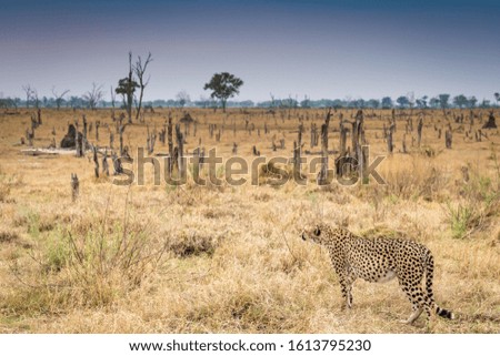 Cheetah (Acinonyx jubatus) hunting, Okavango Delta, Botswana