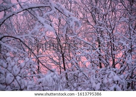 Snow-covered tree branches against the background of pink gentle dawn in the early winter morning.