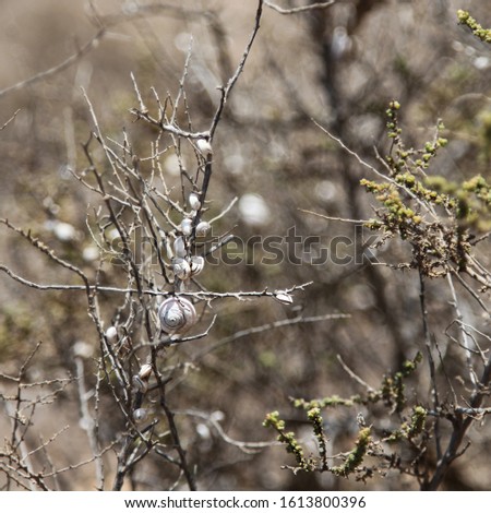 Canary Islands, Lanzarote. Arid plain with thorny bushes and white shells on the branches. Environmental conservation.