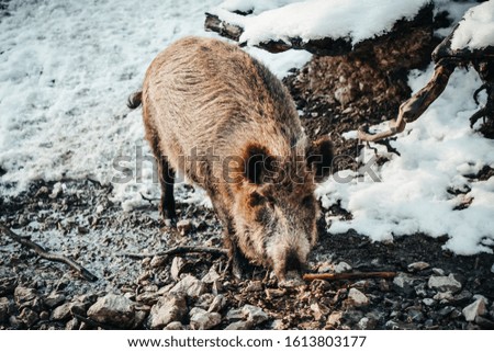 Wild pig - boar in winter snow environment.