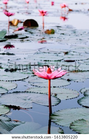 Sweet soft pink lotus water lilies full bloom under morning light - pure and beautiful tropical water plant in Thailand