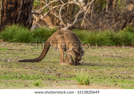 Kangaroo Island, Australia, South Australia- MARCH 2016: Kangaroo, Wallabi, grazing in the Australian bush. Today extremely endangered by Australian fires.