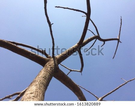 Bottom view of tree with sky
