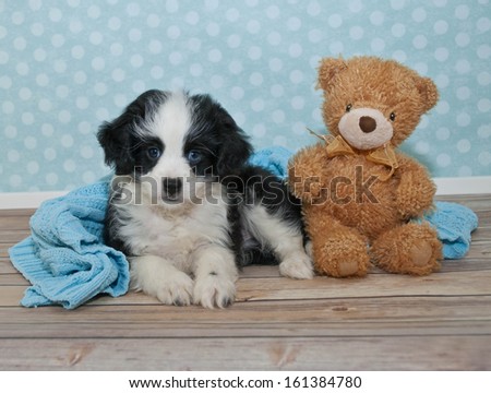 Sweet black and white puppy laying in a boys bedroom scene with a cute teddy bear.