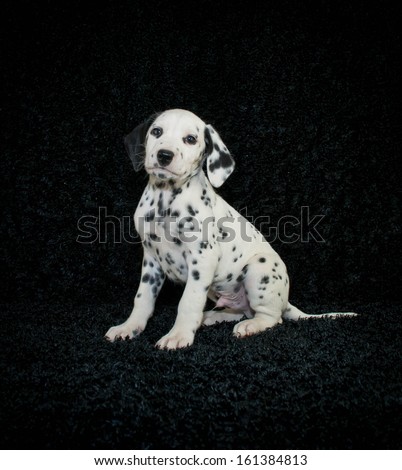 Cute Dalmation puppy sitting on a black background.