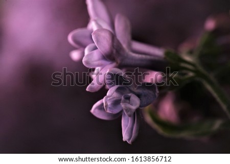 Macro, image, spring, lilac, purple, flowers, lilac branch, abstract background, soft background, soft flower background, bright, dark purple, blurred background, mood, flora, garden, bloom, colorful
